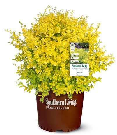 Southern Living Sunshine Ligustrum 2 Galloni
