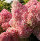 Rispenhortensie Vanille Fraise® 100-125cm - Hydrangea paniculata