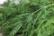 CUSHY Semilla de eneldo, Bouquet, herencia, orgánico, no gmo, más de 25 semillas, hierbas frescas o secas