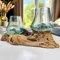 Teak Root with Double Mini Molten Glass Bowl 25x13x10cm Rustic Wood Base Home Decoration