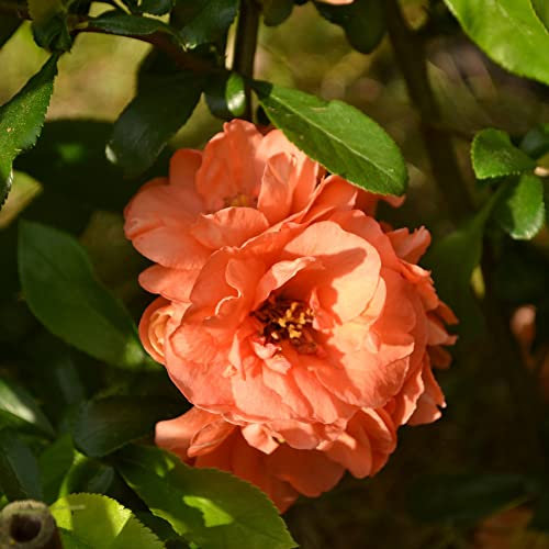 Flowering Japanese Quince Chaenomeles x superba 'Cameo' Japonica Spiny Hardy Shrub Easy to Grow Your Own Edible Garden Fruit 1x 3.6-Litre Plants by Thompson and Morgan