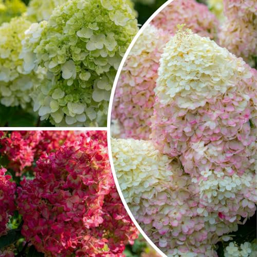 FLORIUM - Hortensien Paniculata Sammlung (3 Pflanzen) Winterharte hortensien, Echte Mehrjährig Rispenhortensien pflanzen aus Holland, für Garten und Kübelpflanzungen, 3 Sorten/Farben (kein Samen)