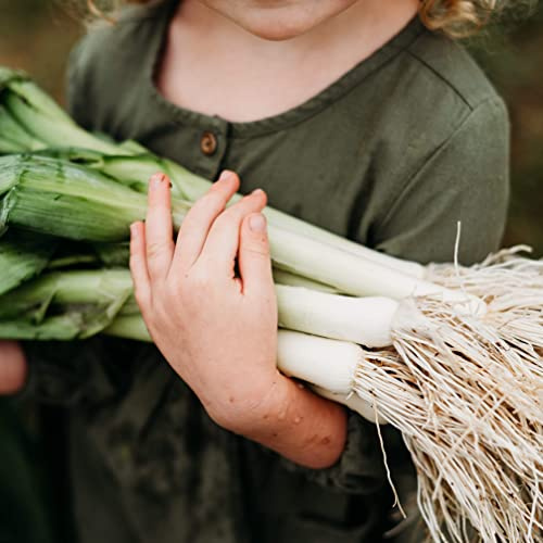 American Flag Leek - 250 Leek Seeds for Planting, Thresh Seed Co.