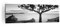 Moderne Impression sur Toile 160x50cm Image Tableau Decoration Murale Arbre Noir Et Blanc Vue Grand Tableaux Decoratifs Muraux Chambre Panoramique Deco Cadre Décoration Salon Art Wall AB160x50-4297