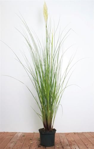 Cortaderia selloana 'Citaro' ca. 60–80 cm – Winterhart, Mehrjährig, Pflegeleicht – Pampasgras – Ziergras für Beet & Kübel