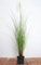 Cortaderia selloana 'Citaro' - Pampasgras, cremeweiße Blütenrispen, Blütezeit Spätsommer, ideal für Solitärstellung, winterhart und pflegeleicht