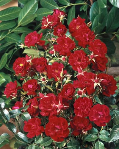 Rosa 'Mainaufeuer' - Beetrose, leuchtend rote Blüten, Blütezeit Juni-Oktober, ideal für Beete, pflegeleicht und winterhart