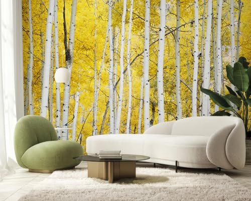 PaxGloz Fototapete Birkenwald Herbstwald Tapete Gelbe Blätter Tapeten Vliestapete Modern Wandtapete Wohnzimmer Schlafzimmer Kinderzimmer Wanddeko Motivtapeten 416 x 254 cm (B x H)