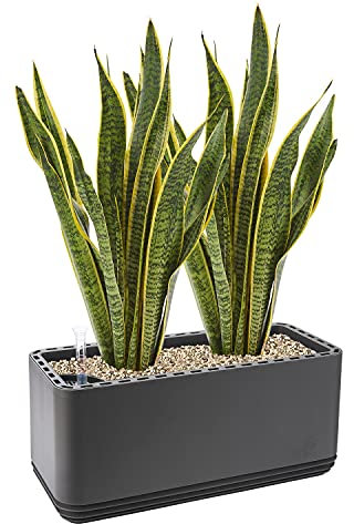 AIRY System L inkl. 2 Bogenhanfe & Airy Base Substrat • Natürlicher Luftreiniger eliminiert Schadstoffe, Allergene & Gerüche • Für Räume mit ca. 30qm • Made in Germany, 3303-603 anthrazit