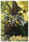 PREMIER SEEDS DIRECT - Pansy Trailing Winter Flowering - Cool Wave Mixed - 20 Seeds