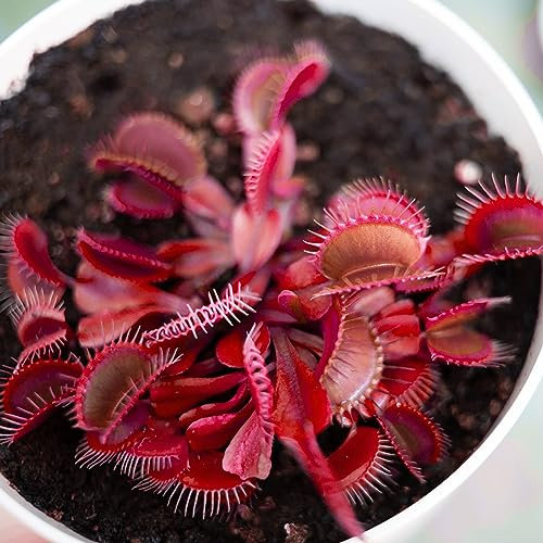 Venus Flytrap Rare Dionaea All Red Mixed Species Carnivorous House Plant Seeds - 5 Fresh Rare Seeds