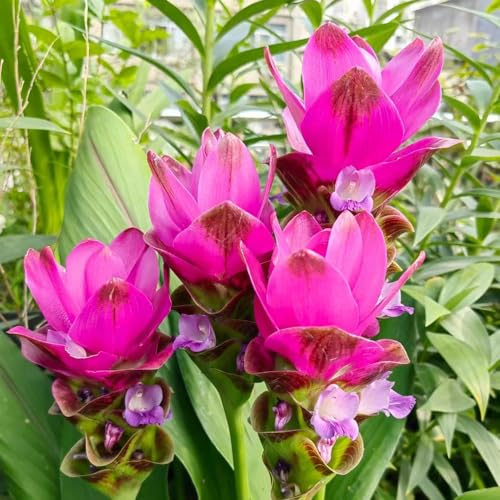 800 pcs kurkuma samen zum einpflanzen, curcuma samen, blumen für balkon, bio saatgut (Curcuma alismatifolia) blumensamen geschenk, pflanze wildflower, bodendecker winterhart mehrjährig
