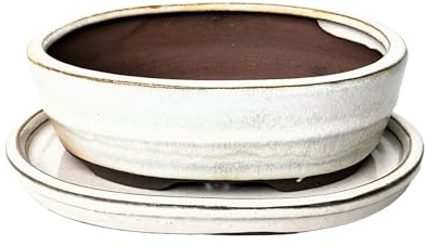 Macetas de cerámica esmaltada para bonsái con bandejas de goteo a juego (crema, 16 cm)