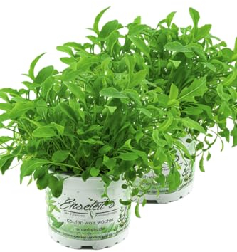 2er Set Wasabi Rucola Pflanze, Salatrauke, DIPLOTAXIS ERUCOIDES, Aus Nachhaltigem Anbau!