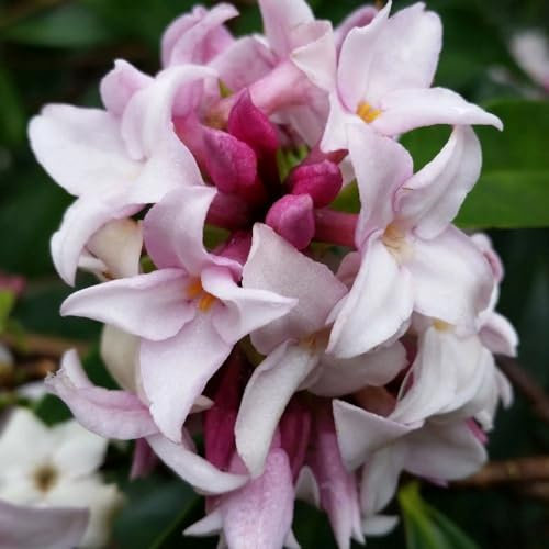 Plant Theory Perfume Princess Daphne Daphne Shrub Plant 13cm Pot