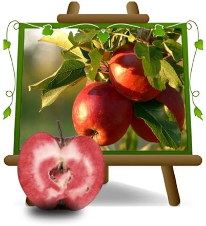 EURO PLANTS VIVAI Melo Amaty Pianta da Frutto età 2 anni | Resistente alla Ticchiolatura - Vaso 20 cm Altezza 150-170 cm