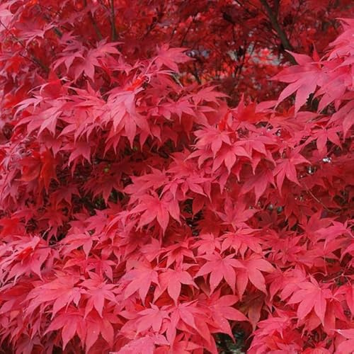 Érable du Japon Beni-maiko - Acer Palmatum Beni-maiko 40cm - Plante En Pot - Floraison Printemps Couleur Des Fleurs - Hauteur 2 à 3 m - Exposition Mi-ombre Hauteur à la Livraison