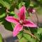 Englische Waldrebe Princess Diana 40-60cm - Clematis texensis