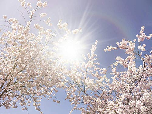 Hochwertige Fototapete - Kirschblüte zur Frühlingszeit (Selbstklebende Vlies-Fototapete) 450 x 337 cm
