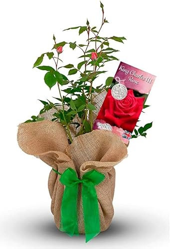 King Charles III Rose Bush - King Charles Third Rose Plant - Gift Wrapped Rose Bush in a 3 Litre Pot (1 Plant)