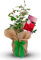 King Charles III Rose Bush - King Charles Third Rose Plant - Gift Wrapped Rose Bush in a 3 Litre Pot (1 Plant)