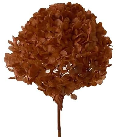 ZEYRU 2023New Supply Hortensia Préservé avec Tige pour La Décoration De La Maison Fleur Séchée Grande Taille Naturel Éternel Stabilisé Conservateur-Marron