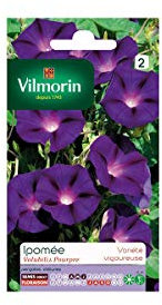 VILMORIN Ipomée pourpre
