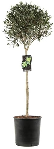 Olivier Boule Olea Europaea Diamètre Boule 30cm Pot 10l - Plante En Pot - Floraison Mai à Juin Exposition - Hauteur 1/2 De - Exposition Soleil Sol