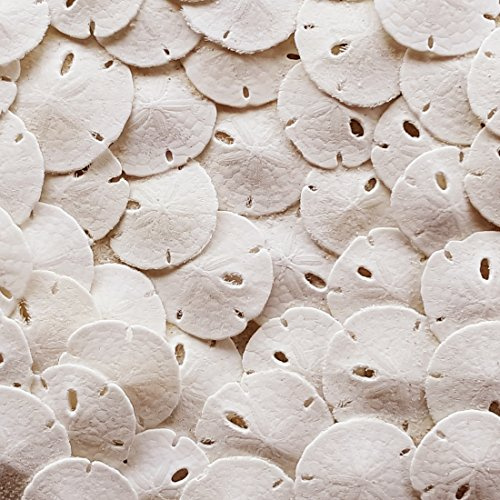 Tumbler Home Real Sand Dollars (50pcs) - Under 1 Inch - Tiny Sand Dollars for Crafts - Small White Sea Shell for Crafts - Wedding Shells - Bulk