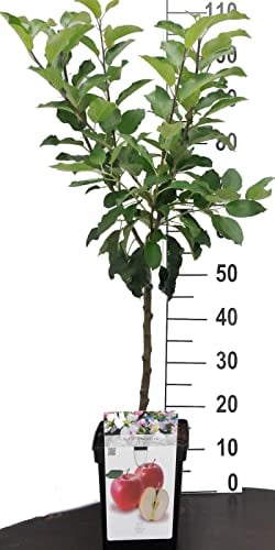 Apfel Zwergobstbaum oder Mini Obstbaum Apfelbaum Malus Elstar