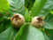 Mispel Mespilus germanica Pflanze 5-10cm echte Mispel Asperl Mispelche Dürgen