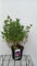 Cistus pulverulentus 'Sunset' - Zistrose 20-25 cm Container