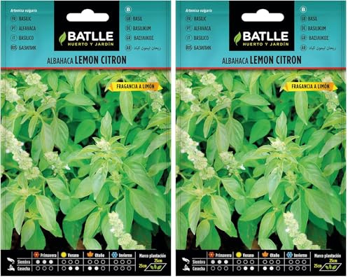 Basilic Lemon Citron (Lot de 2)