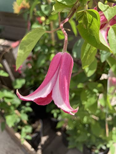 Three Clematis 'Princess Diana' 5cm Transplant or 'Plug Plant' (Free UK Postage)