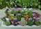 20 Different Alpine Rockery Plants in 9cm POTS ~ Quality Alpines Direct from Specialist Grower in Lincolnshire