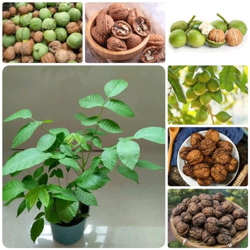 6 Pc Comprar Semillas De Nogal, Nueces, Nueces Ecológicas Semillas De Árboles, Árboles, Plantas Resistentes Al Jardín Y Al Invierno Para Balcón Nogal, Juglans Regia, Plantas De Otoño