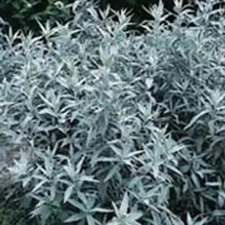 Plant Theory Silver Queen Western Mugwort Perennials Flowering Plants Artemisia 2L Pot