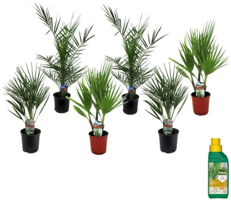 Plant in a Box - Phoenix, Chamaerops, Washingtonia - Palm-mix von 6 - Pokon - Topf 15 cm - Höhe 50-70cm