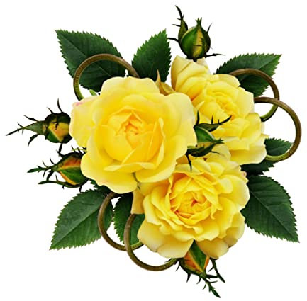 Rose Plants, Floribunda 'Mountbatten', 1 x Full Plant in 5 Litre Pot, Yellow Rose, Garden Flowers, Roses, Garden Ready and Ready to Plant, Premium Quality Roses