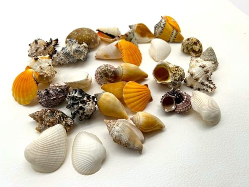 Sea shells large | 500 grams bag (over 30 shells) | Beach shells | Seashells | Natural crafts