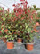 Photinia. Garden Talamonti.