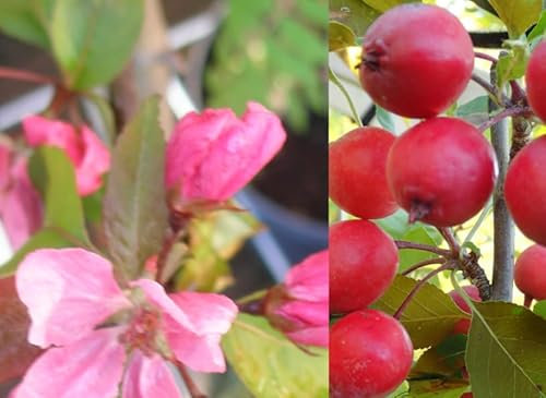 Mini Apple Tree Malus Appletini - Fruit Tree Real Fruits in 15 cm Pot 40 cm Height