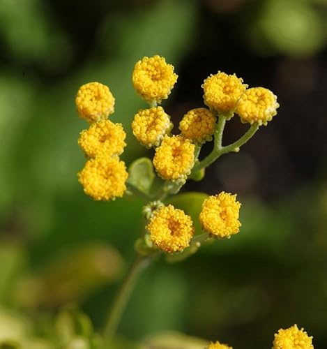 Balsamkraut - Tanacetum balsamita - lebende Gartenpflanze aus den Baumschulen