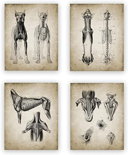 HTWLMM Hund Anatomie Leinwand Malerei Bilder Veterinär Medizinische Anatomie Vintage Poster Kunstdruck Wandbilder für Krankenhaus Klinik Deko Rahmenlos (4X50X70CM)