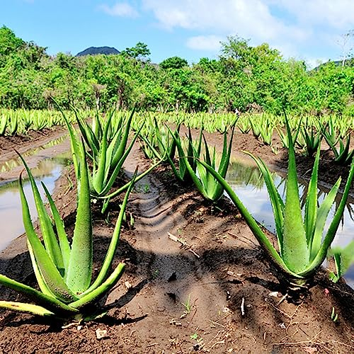 200 Stücke Aloe Vera Samen Bio, Succulent, Zimmerpflanzen Sukkulenten Echte Pflanzen, Winterharte Kübelpflanzen, Plant Seeds Winterharte Pflanzen Für Garten Balkonpflanzen Winterhart
