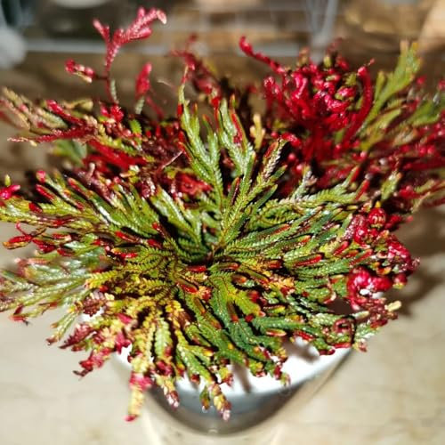 rose von jericho kaufen zwiebeln, gartenpflanzen winterhart mehrjährig farn zimmerpflanze pflanzen für sonnige plätze, zimmerbonsai bonsai zwiebeln frisch, farn zimmerpflanze geschenke 3pcs