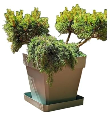 Riviera Pot Marron 50 x 50 cm