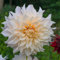 Dahlie Café au Lait | 1 Stück | Knolle | Schnittblume | Crème | 100% Blütegarantie | QFB Gardening