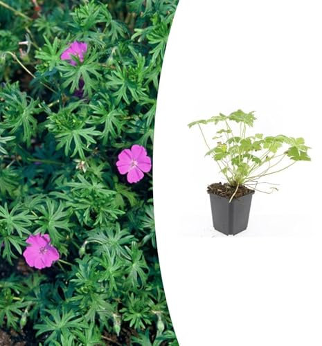 Geranio 'Tiny Monster' | 6 pezzi - 10-25cm - Ø9cm - Pianta da giardino