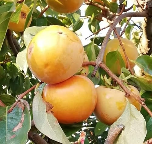 Albero Kaki Vaniglia - Età 1 anno